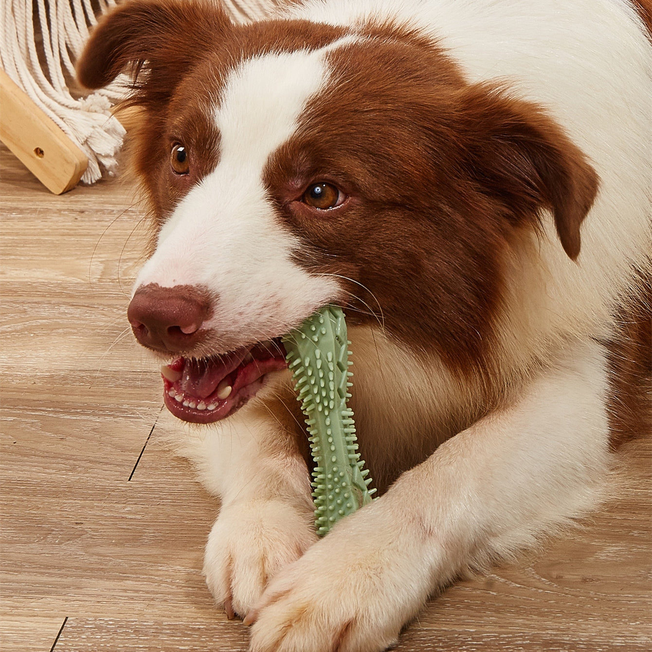 Pet Bite Resistance Teeth Cleaning Chew Toy